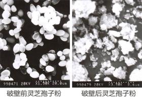 普萊申超微粉碎機(jī)，靈芝孢子粉破壁率超95%，撬動了靈芝市場